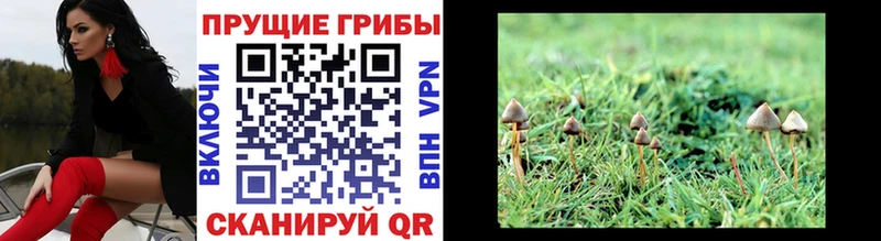 Купить где  Углич  Псилоцибиновые грибы Psilocybe 